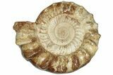 Jurassic Ammonite (Kranosphinctes?) Fossil - Madagascar #207410-1